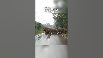 The smartest elephant in the world ❤️