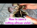 How to save an african violet dying from root rot, comment sauver un violette de pourriture racines