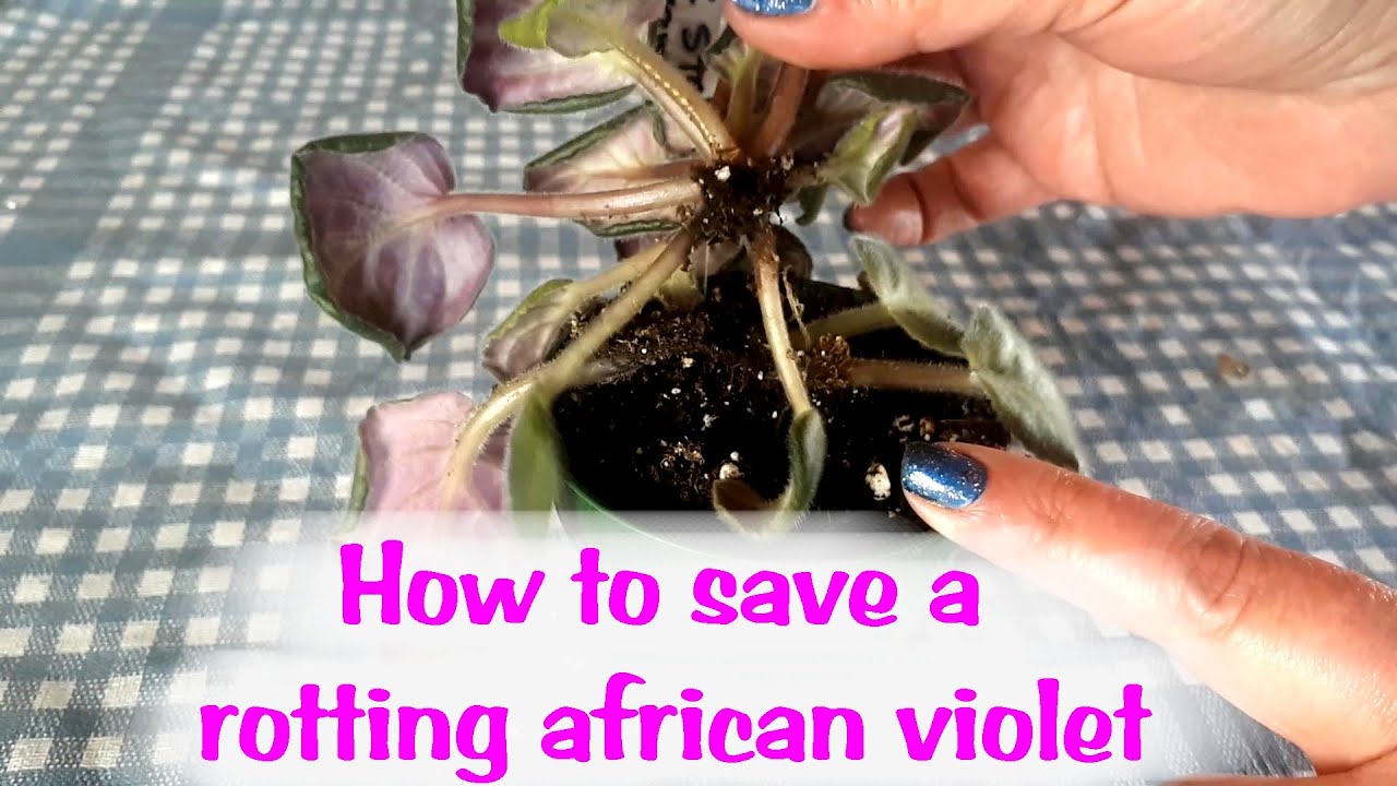 How to save an african violet dying from root rot, comment sauver un