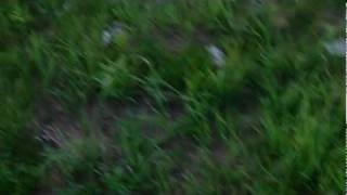 IMAG0050.AVI