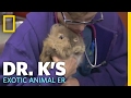 Twinkles Goes to the Dentist | Dr. K's Exotic Animal ER