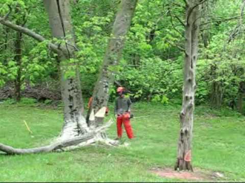 Leaning Hackberry