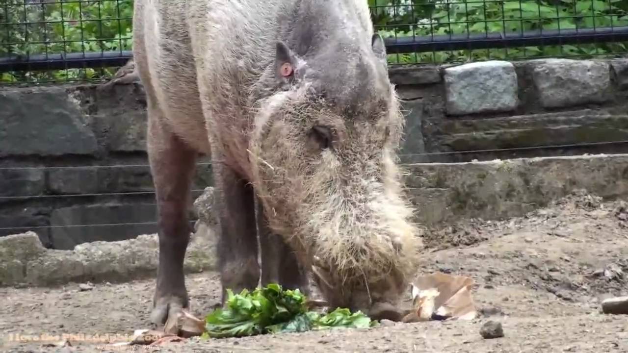 Philadelphia Zoo Bearded Pig Eating Salad YouTube