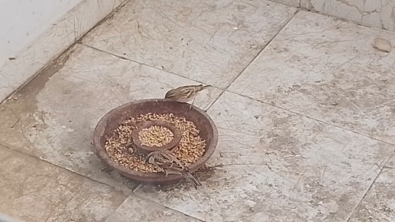 Beautiful Birds Feeding with Calm and Peaceful Animal Sounds