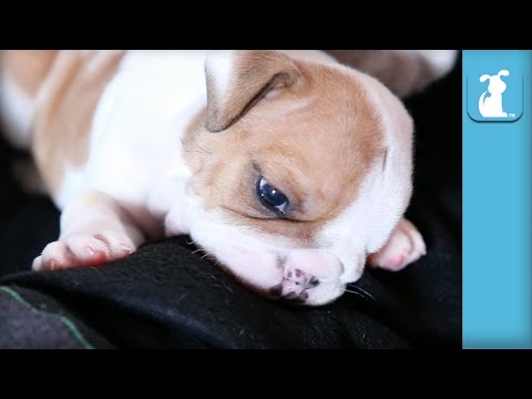 Wrinkly Bulldog Puppy