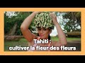 Tiar  le trsor floral de tahiti i wide