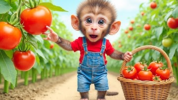 Monkey BoBo Drives a Tractor and dreams of a new tomato harvest - BoBo Monkey Life