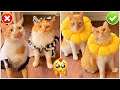 مشترياتي الغريبة لقططي 😻! ملابس العيد 😽!!