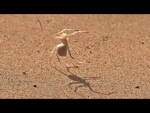Паук Ниндзя делающий сальтухи!