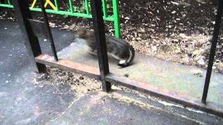 Пробежка кота Пробежка кота