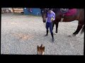 Shikoku Dog meets horses for the first time の動画、YouTube動画。