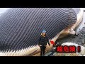 【驚愕】超危険･･･座礁したクジラにあったらすぐに逃げて！