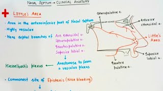 Nasal Septum Clinical - Little's area