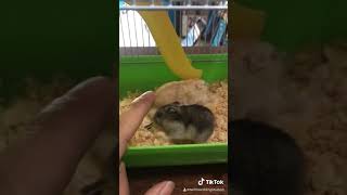 Hamster for your baby