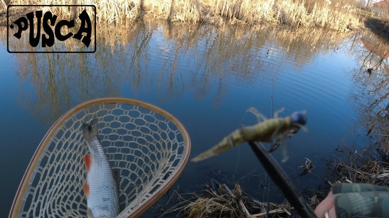 Am prins SUPER CLENI  la GUMA pe carlige offset in februarie !