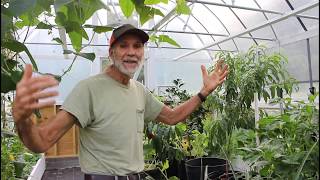 Greenhouse TOUR Before CRISTOBAL