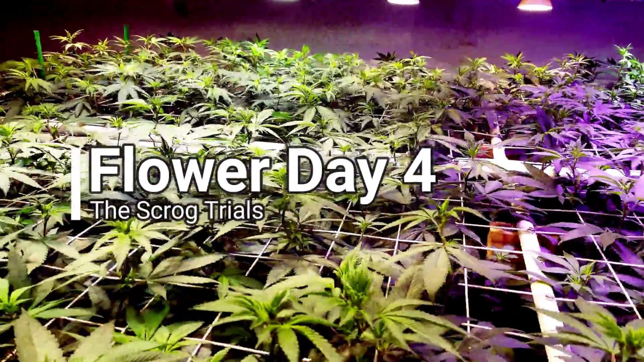 Blue Dream and Tutankhamon - Flower Day 4 - The Scrog Trials
