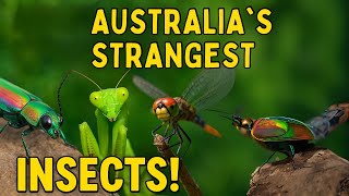The Amazing World of Australian Insects 4k🐞 | Nature’s Tiny Marvels