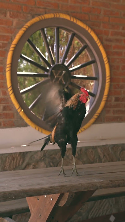 Rooster Natural Sound #soothingsounds #baby #music