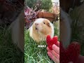 This Country Makes Guinea Pig Owners Buy Two