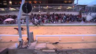 Enterprise Targeted Solutions Irish Greyhound Derby Round 02 Heats 916