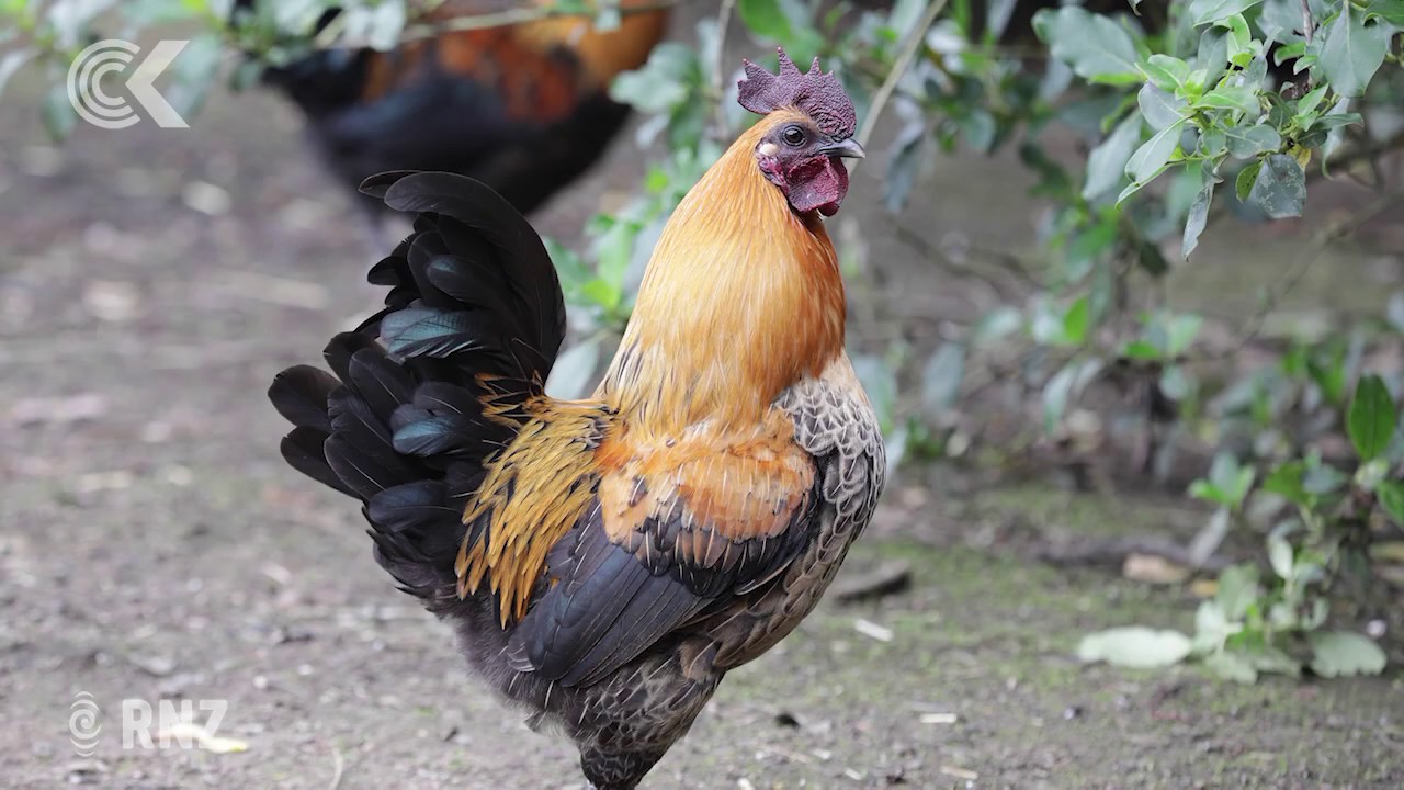 Titirangi chickens heading home to roost elsewhere