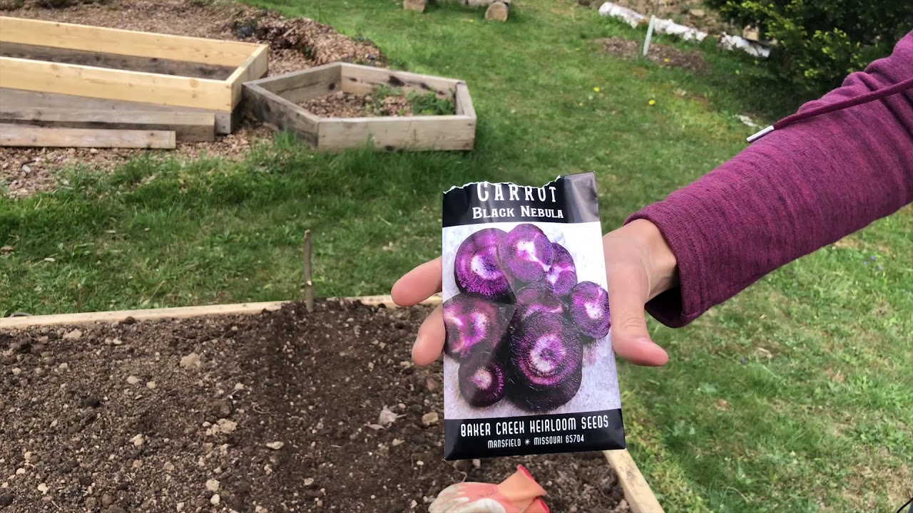 How To Plant Carrots black nebula carrot YouTube