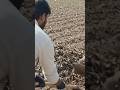 देसी खाद से खेत में चमत्कार 🌱 किसान की असली ताकत