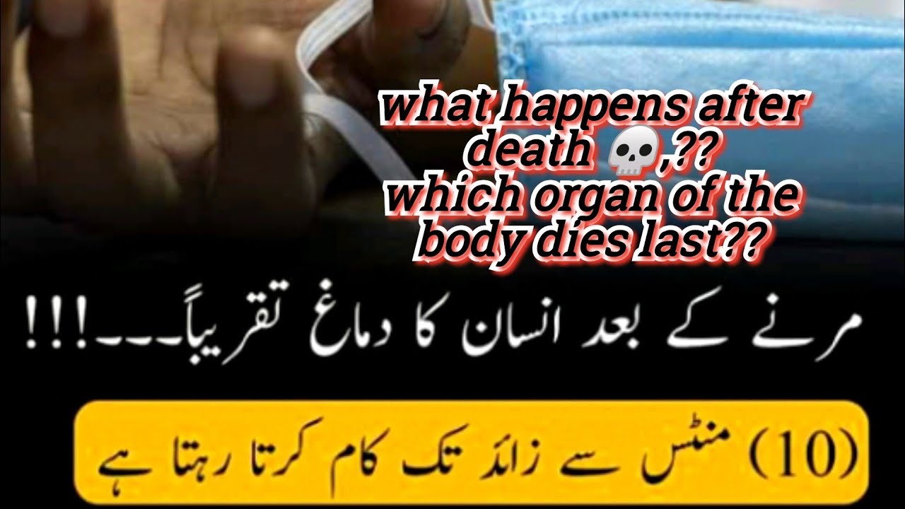 what happens after death 💀 || مرنے کے بعد انسان کے ساتھ کیا ہوتا ہے || #zoology #science #trending