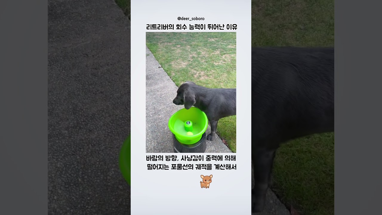 리트리버의 회수 능력이 뛰어난 이유