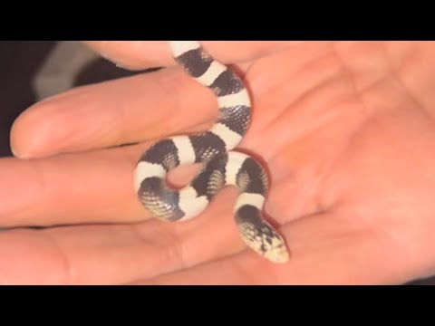 September night road cruising for snakes.