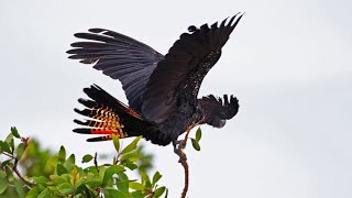 Redtailed Black Cockatoo