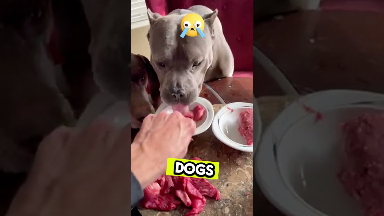 Are Expensive High Quality Meats Better for Dogs?