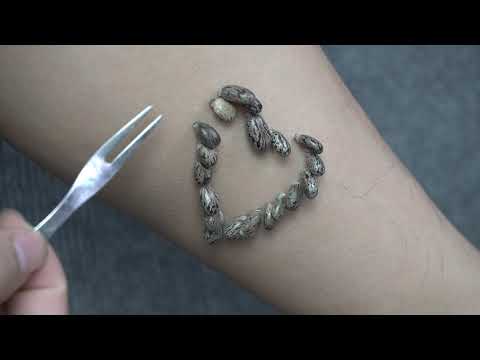 Video: 10 Katotohanan Tungkol Sa Ticks