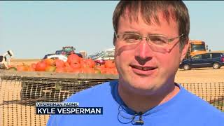 Local pumpkin patch grows gigantic gourds