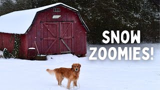 Dog goes crazy doing zoomies in the snow!