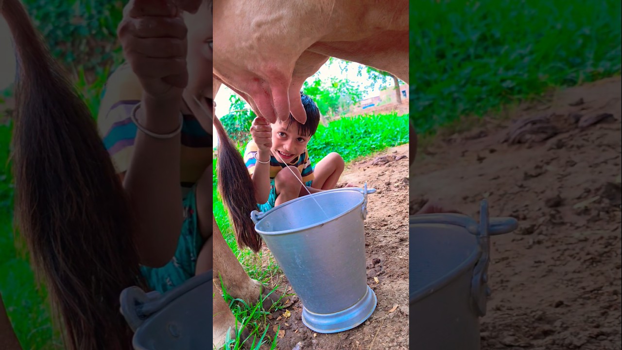 choti choti gaiya hffu ch 