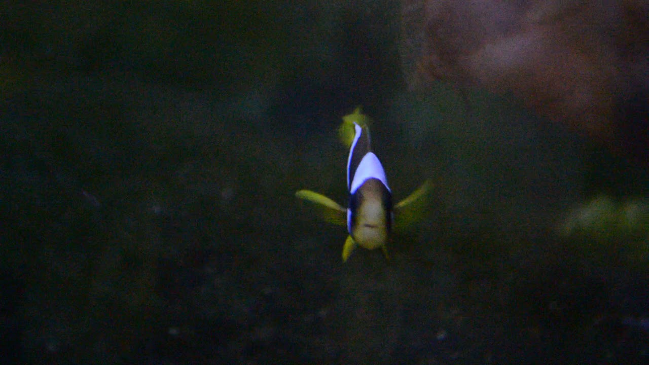 video editing software free Small F1 Amphiprion latifasciatus 