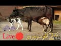 2 beautiful cows for sale in the Punjab Pakistan on you tube 03122825966 call what&#39;s