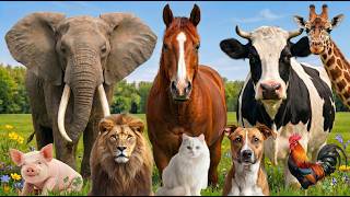 30+ Cute Animal Sounds for Kids Learning | Learn Animal Names and Sounds 🐼🐘🐮🐴🐶🐱🐯...