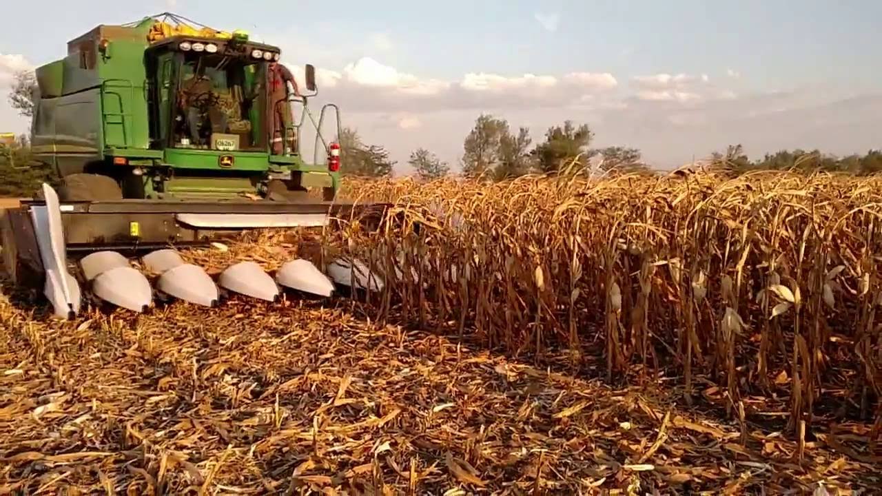 Технология уборки урожая. Комбайн для уборки кукурузы на зерно силос. Урожай подсолнечника с 1га Ставрополье. Сбор урожая в поле. Уборка урожая кукурузы.