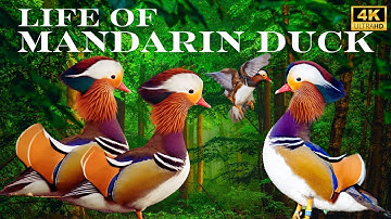 Mandarin duck || Animal Planet