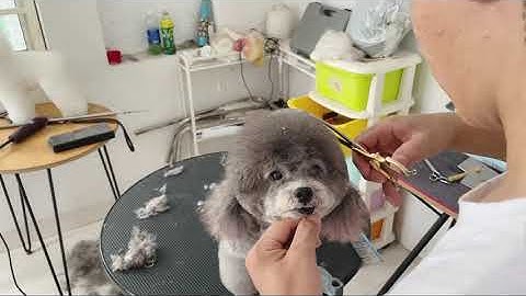 Ritdo - SPA cắt tỉa lông Đà Nẵng, thức ăn phụ kiện thú cưng, cà phê thú cưng