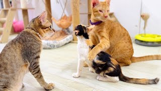 Sweet Family Miracle- They are close to have fun and sleep together .. by FTC Meow 331 views 6 hours ago 11 minutes, 30 seconds