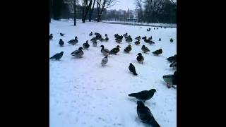 Утки на зимнем озере*