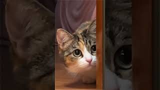 Подглядывающая Кошка #Shortvideo #Shortcatsvideos  #Cat #Catvideos #Catlovers