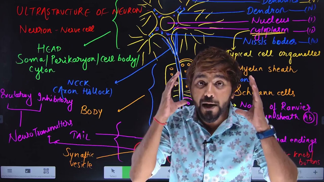 Ultra Structure Of Neuron 