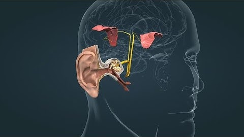 Journey of Sound to the Brain