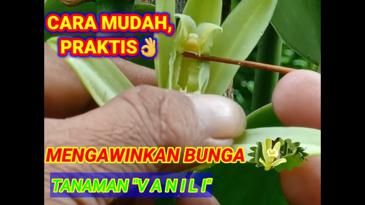 CARA YANG MUDAH DAN PRAKTIS MENGAWINKAN BUNGA VANILI