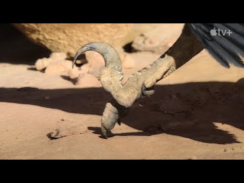 Prehistoric Planet (MAGNIFICENT) - Trailer en Español